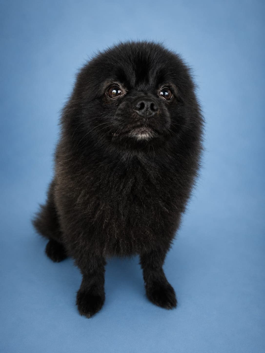 Koko
