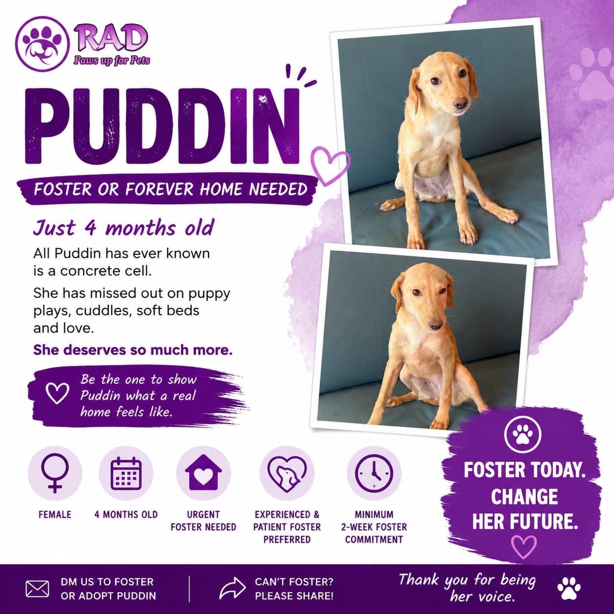 Puddin