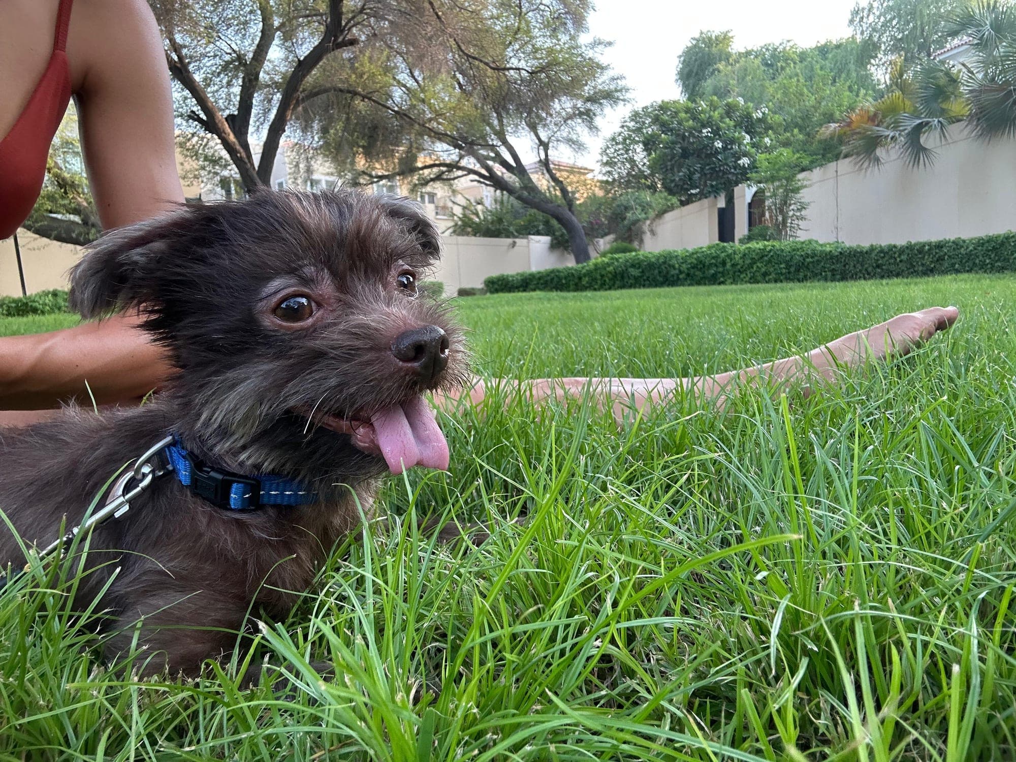 Cyrus