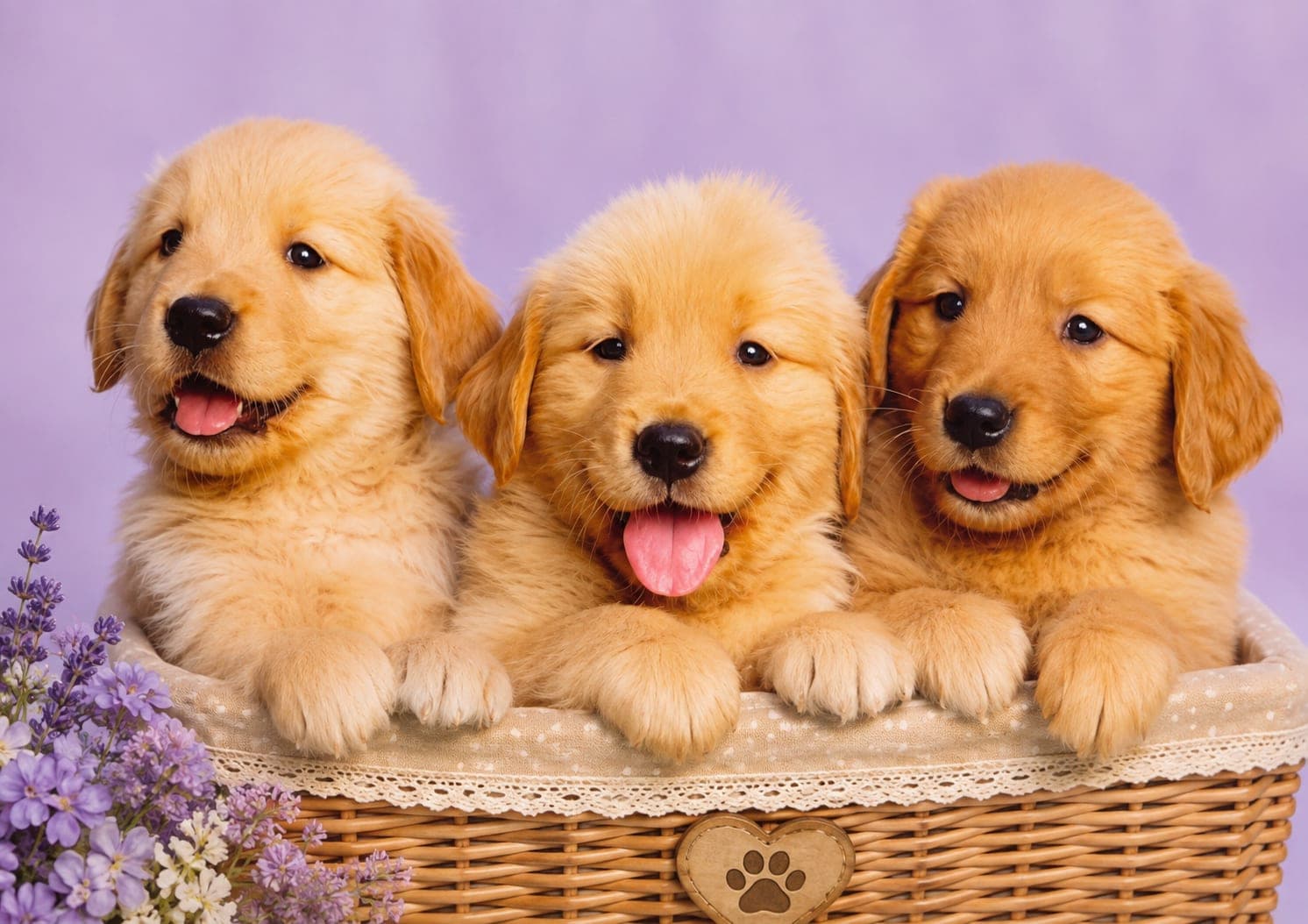 Golden Retriever puppies. Reserved