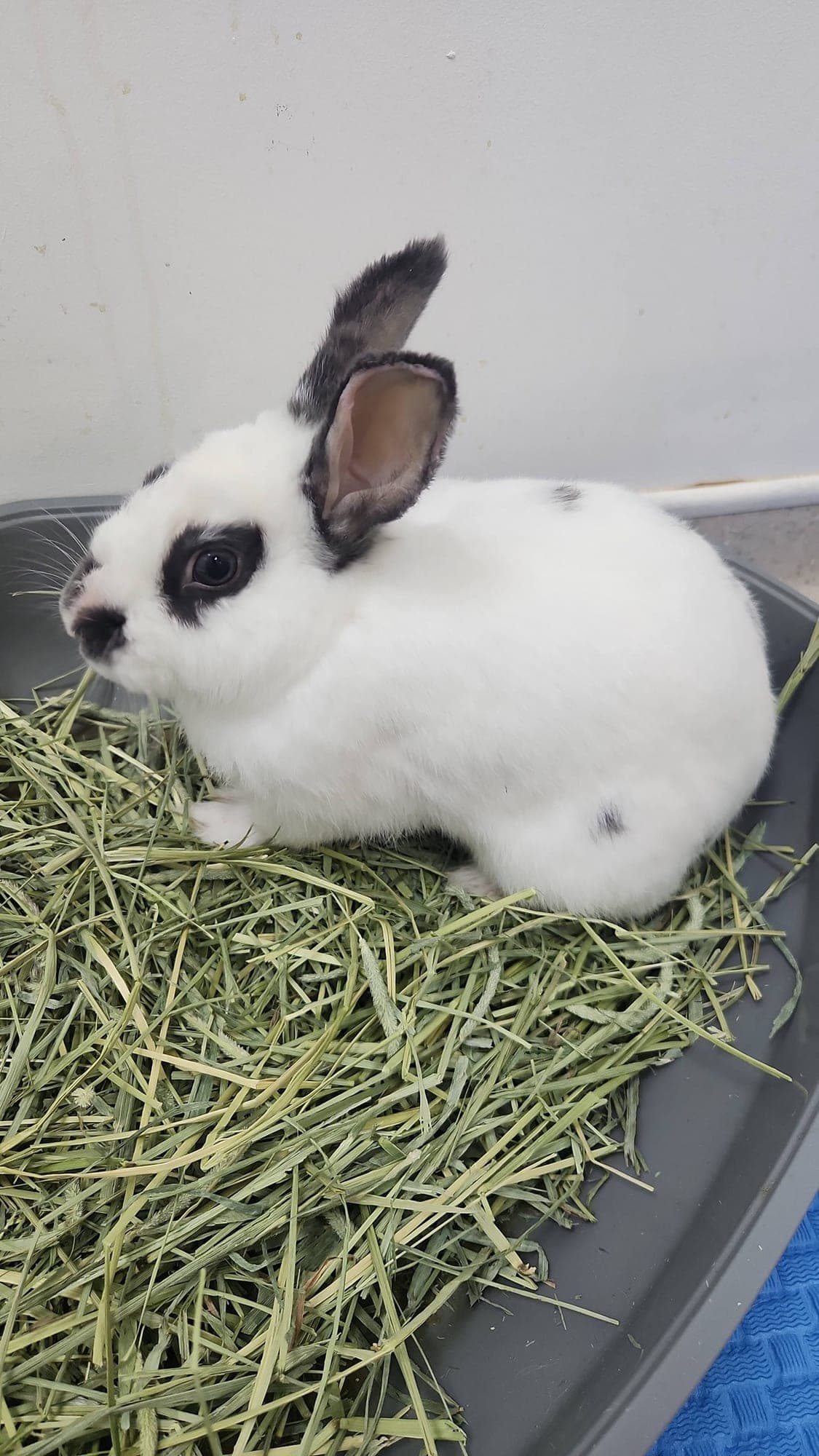 Bandit (FOSTER OR ADOPT)