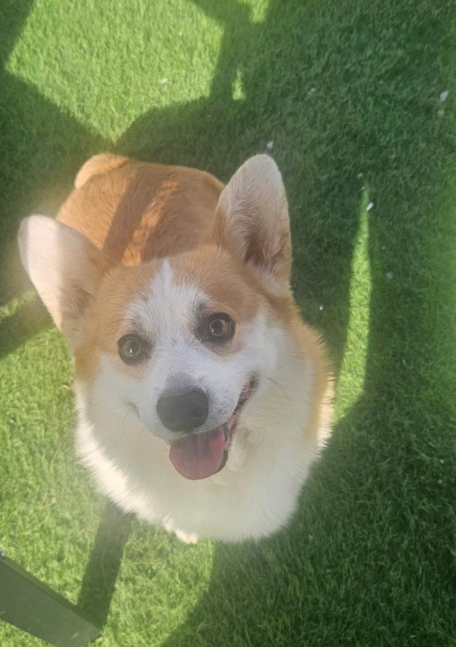 Waffles
