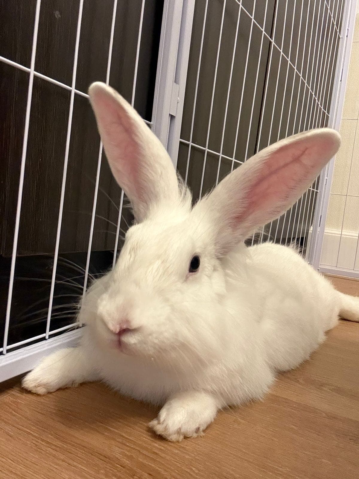 Rizzo (FOSTER OR ADOPT)