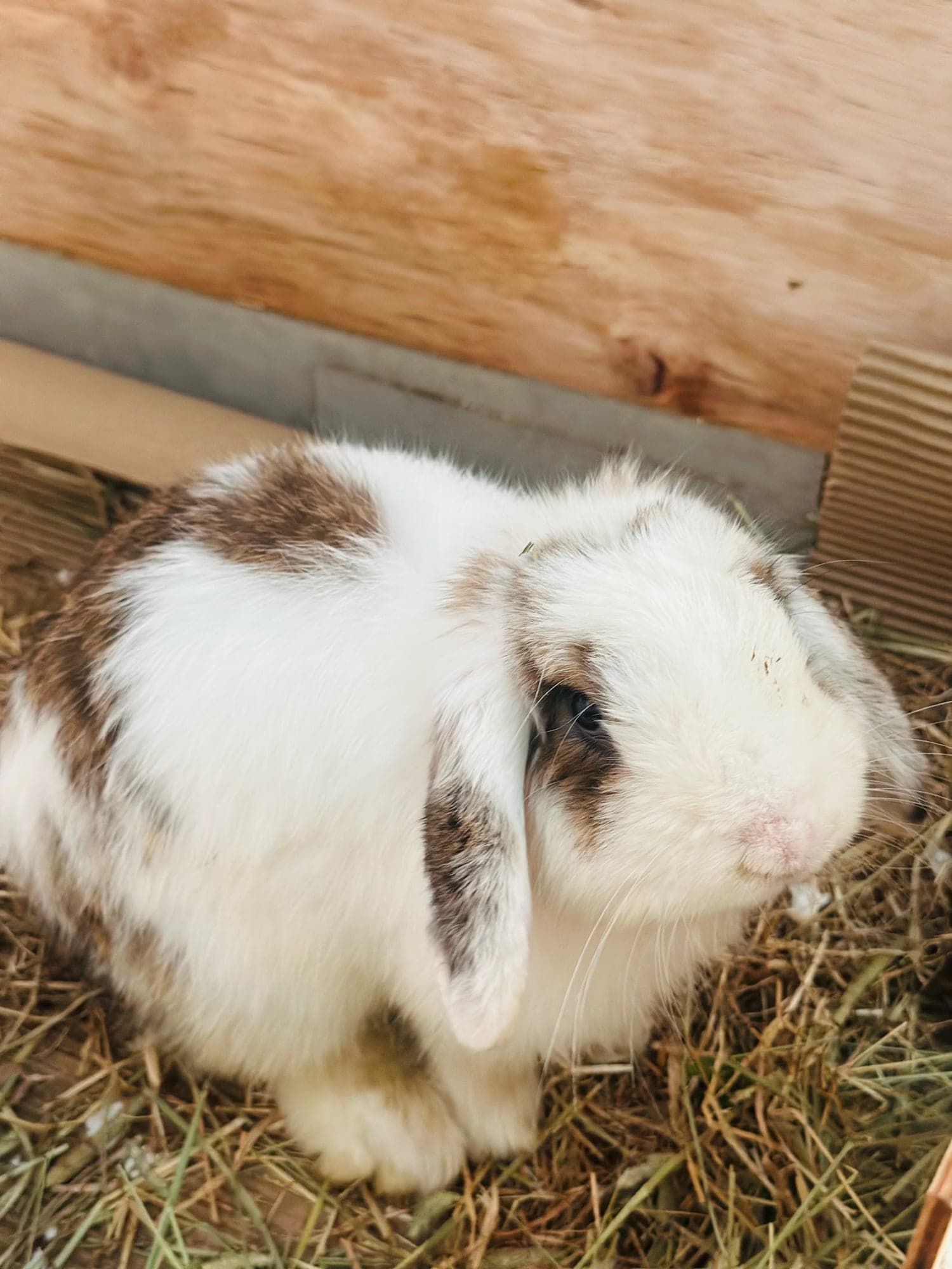 Idefix