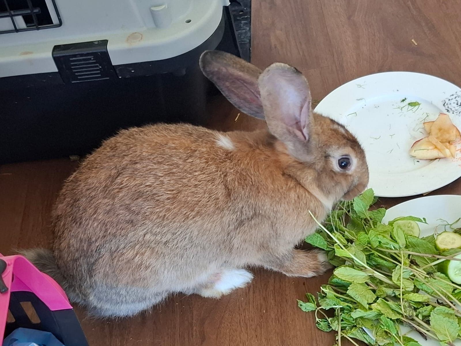 Stella-Floppy