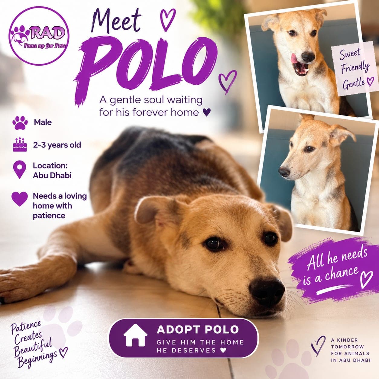 Polo