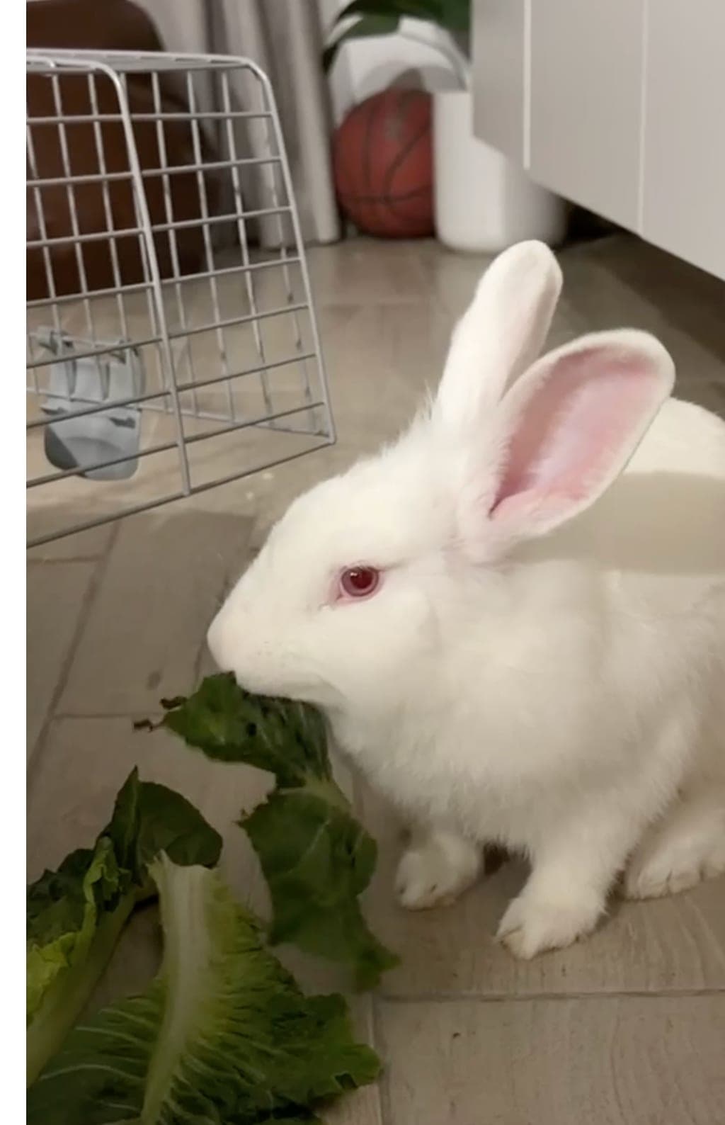 Chippi LOSING HIS HOME IMMINENTLY - HELP!