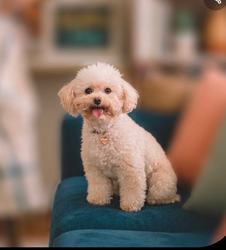 Toby