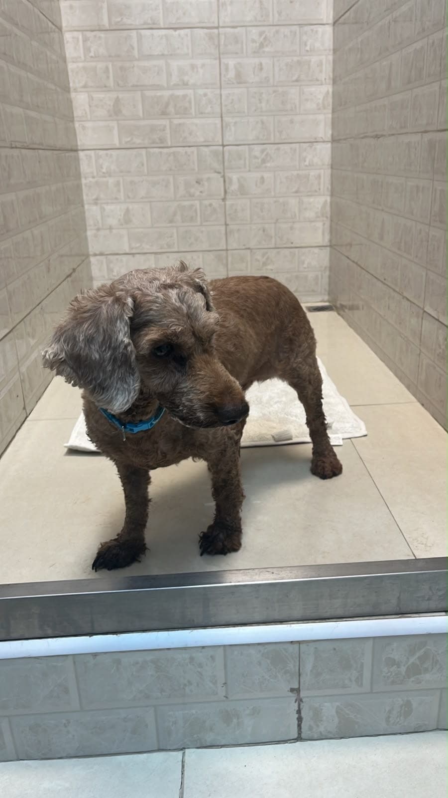 Spike - urgent foster or adoption