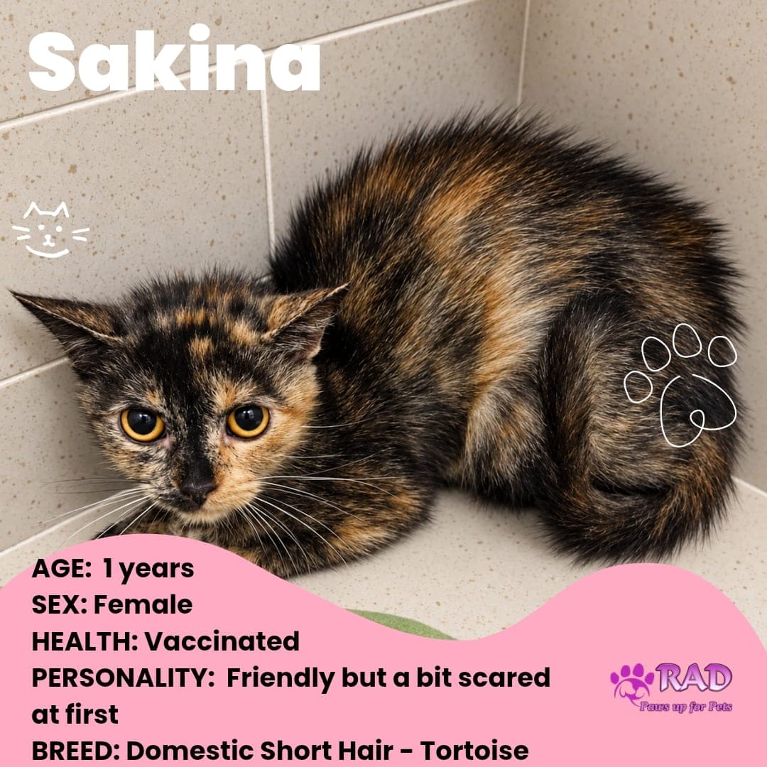 Sakina